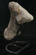 Hefty Sauropod (Diplodocus) Metatarsal - Dana Quarry #10127-9